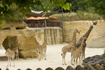 Zoo Bioparc de Doué la Fontaine